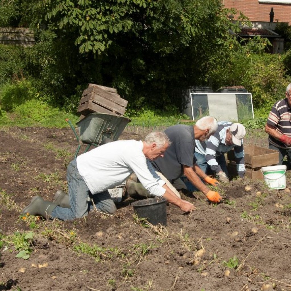 Aardappels voor de voedselbank